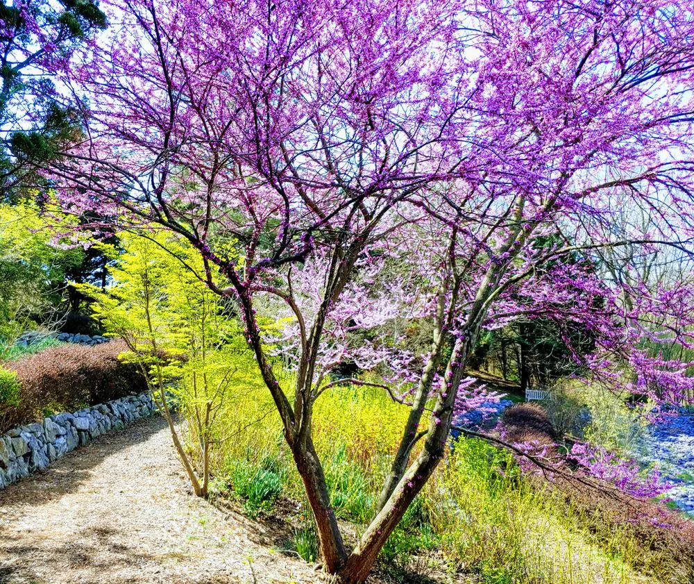 Trusted landscaping services in Weyers Cave, VA by Ben's Lawn & Landscape