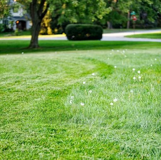 Expert landscape installation in Baton Rouge, LA by Ben's Lawn service