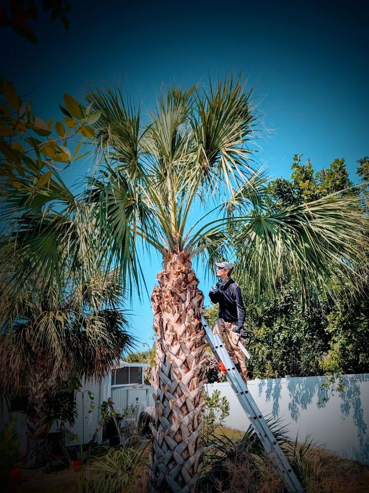 Affordable landscape installation for homes in St. Petersburg, FL by Ben's Trees