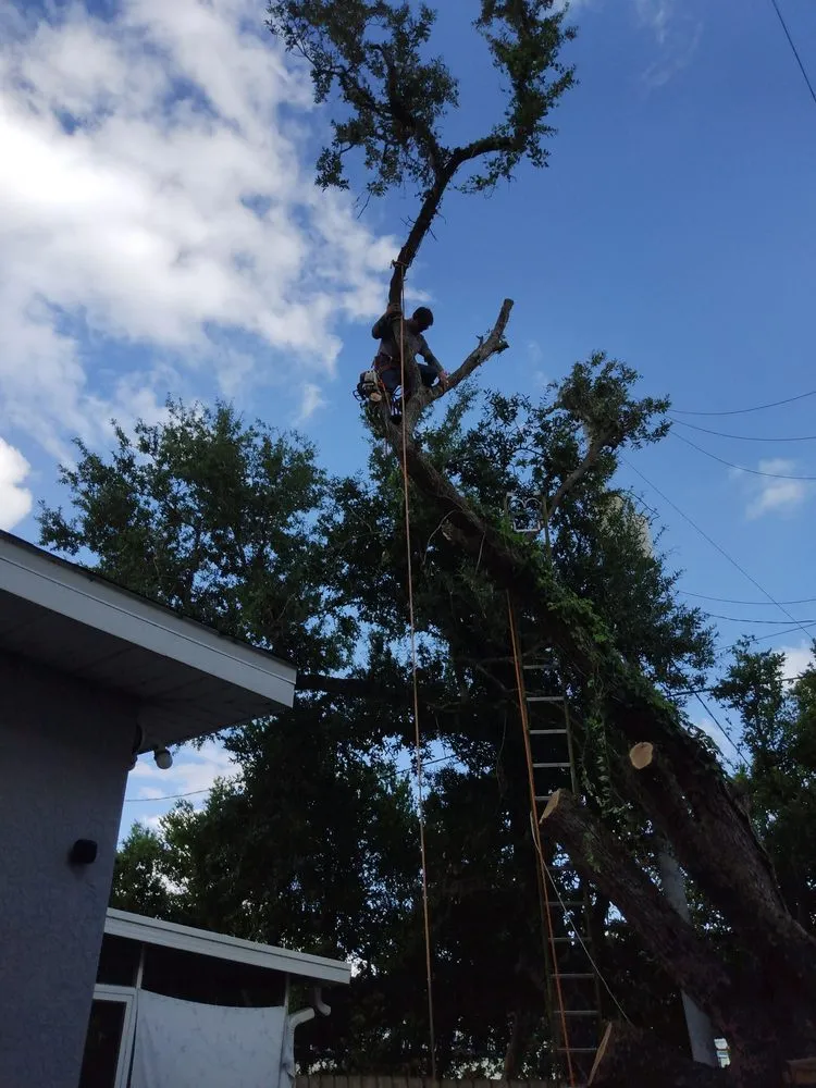 Custom landscape installation experts serving St. Petersburg, FL - Ben's Trees