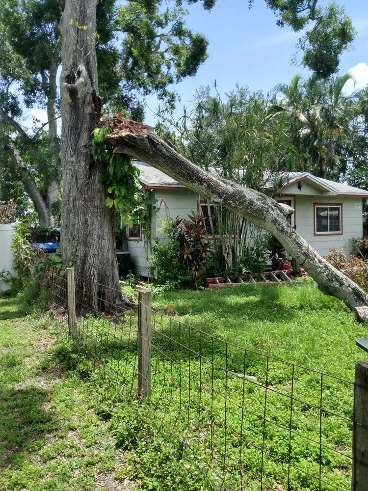 Expert landscaping services near you in St. Petersburg, FL by Ben's Trees