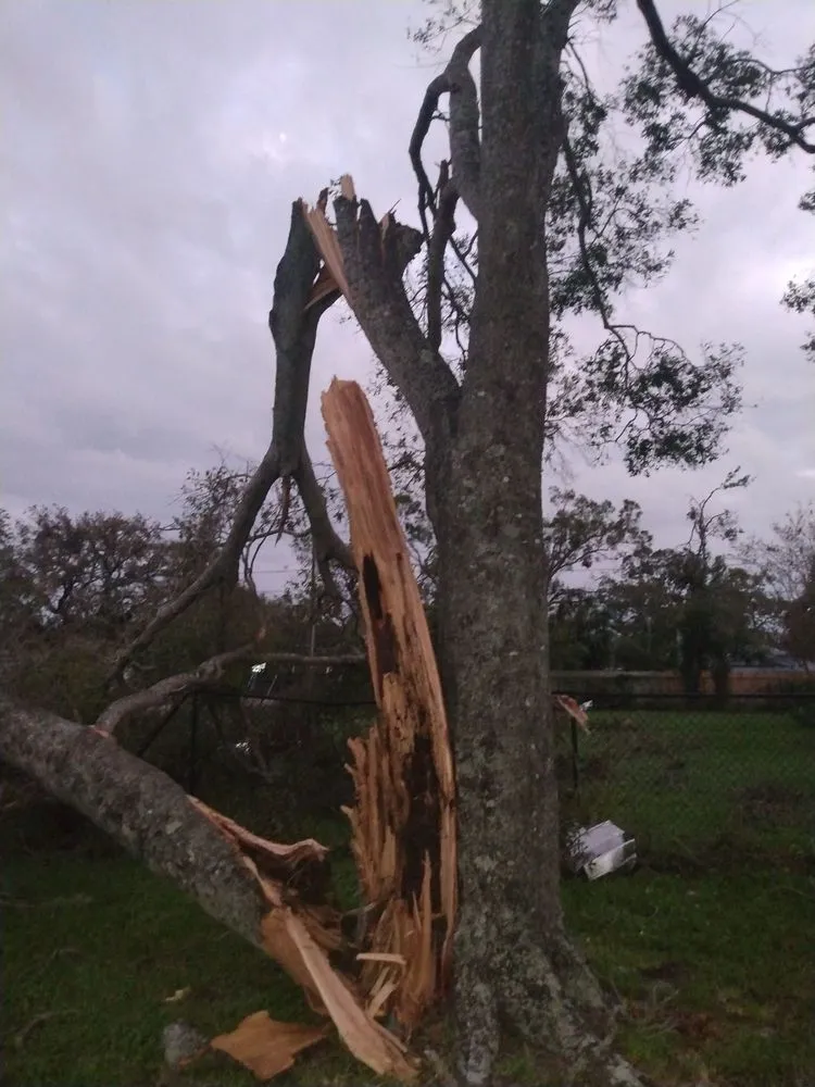 Reliable outdoor landscaping for year-round maintenance in St. Petersburg, FL by Ben's Trees