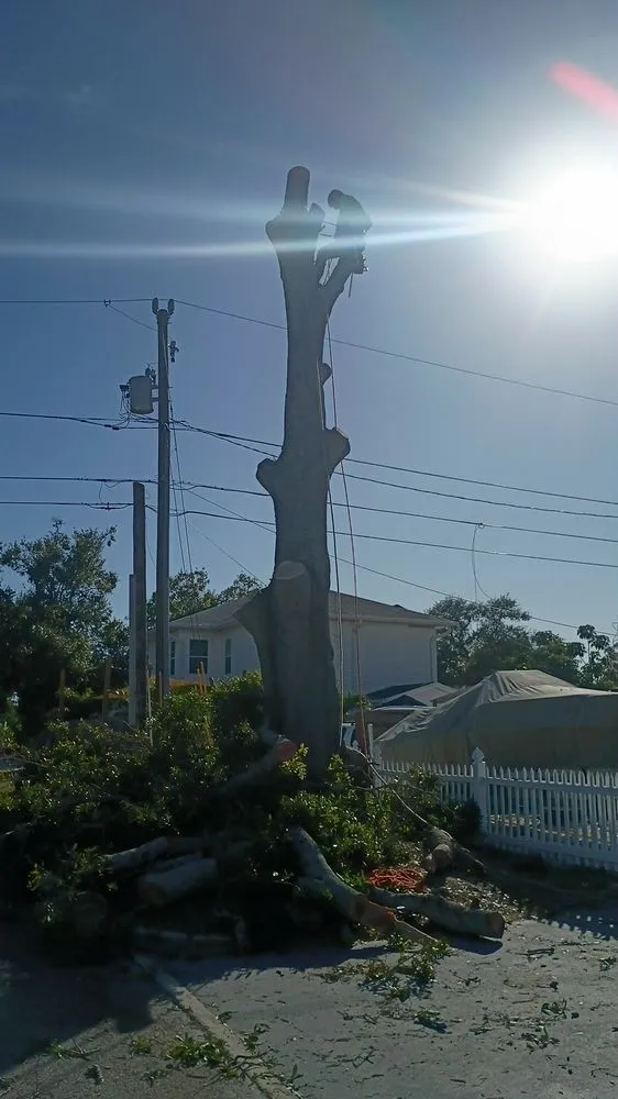 Affordable outdoor landscaping in St. Petersburg, FL by Ben's Trees