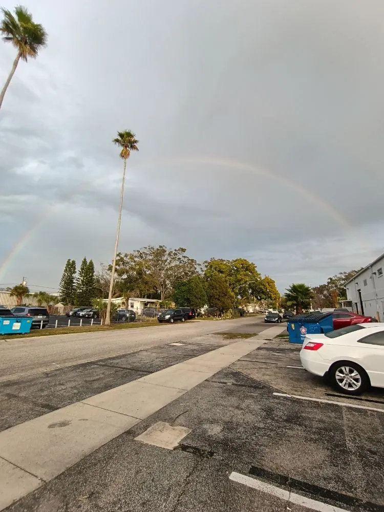 Top-rated landscaping services in St. Petersburg, FL by Ben's Trees