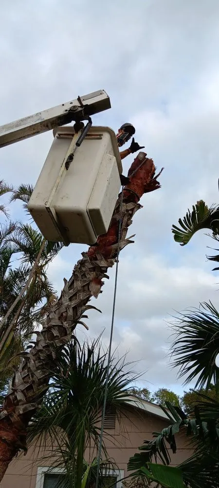 Custom landscape design experts serving St. Petersburg, FL - Ben's Trees