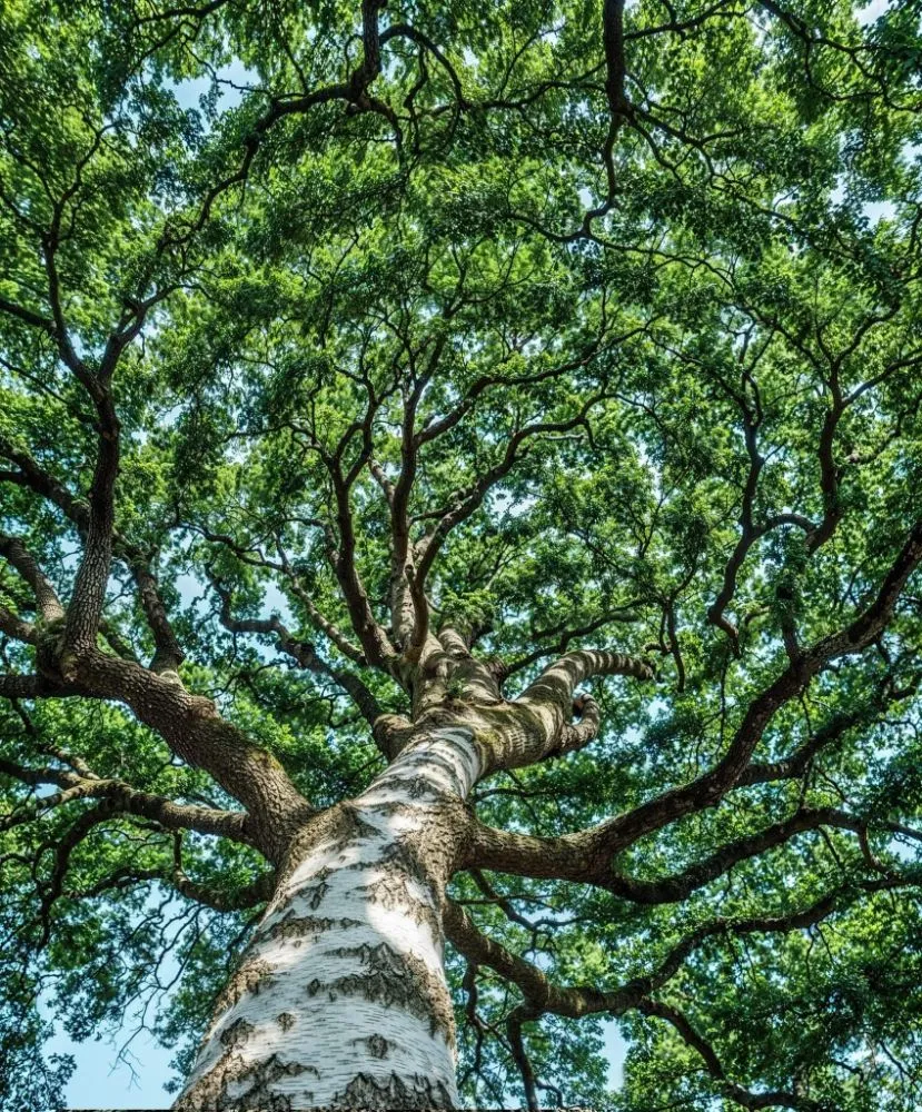 Reliable garden landscaping in St. Petersburg, FL by Ben's Trees