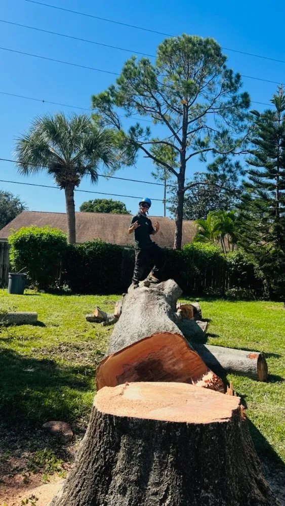 Professional yard maintenance with custom design in St. Petersburg, FL by Ben's Trees