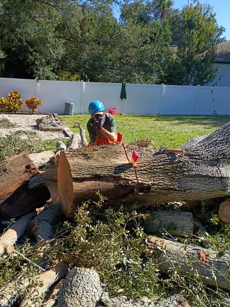 Local lawn care service in St. Petersburg, FL - Ben's Trees