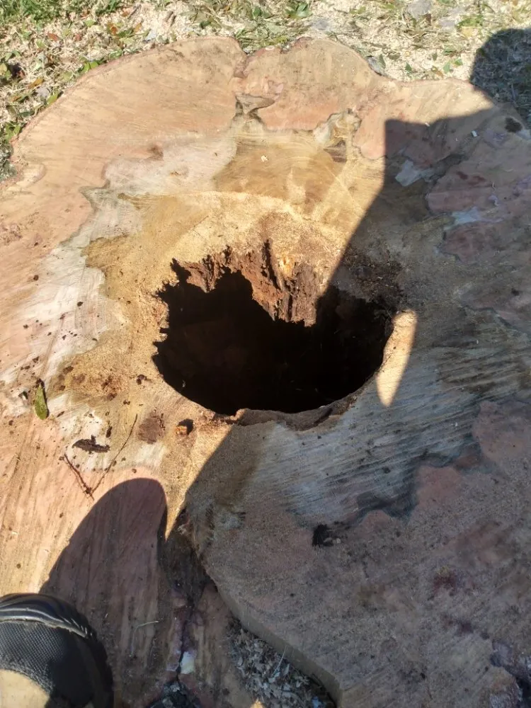 Local lawn care service with custom design in St. Petersburg, FL by Ben's Trees