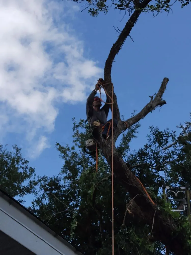 Affordable outdoor landscaping in St. Petersburg, FL - Ben's Trees