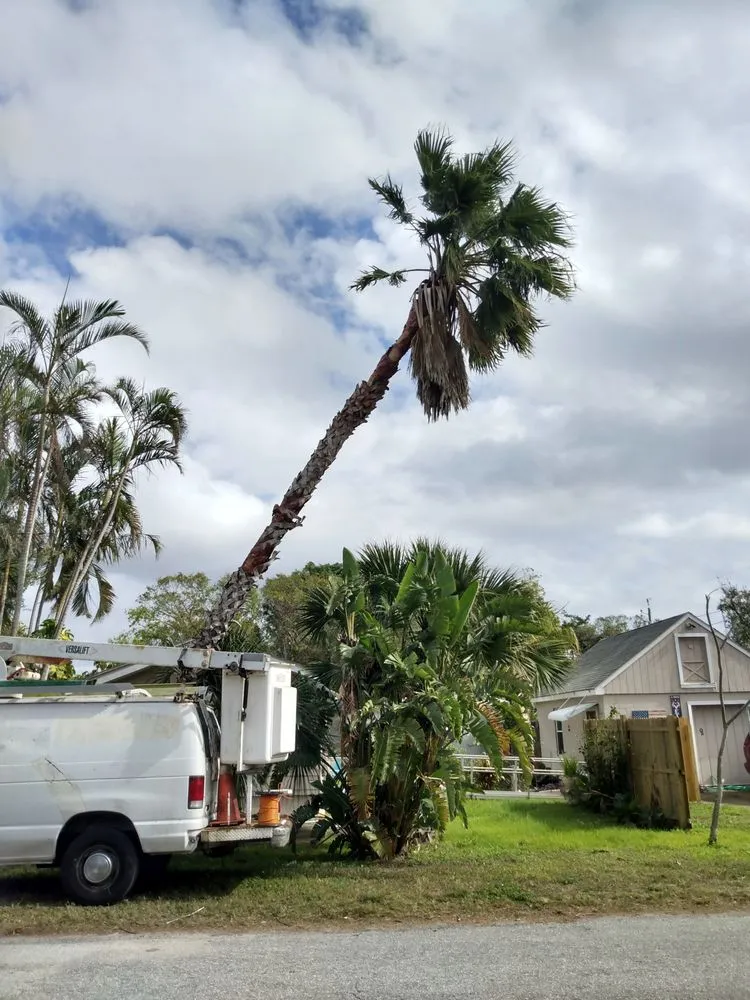 Affordable yard cleanup service near you in St. Petersburg, FL by Ben's Trees