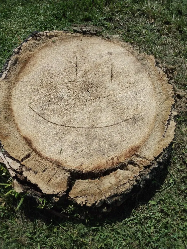 Expert landscaping services for homes across St. Petersburg, FL - Ben's Trees