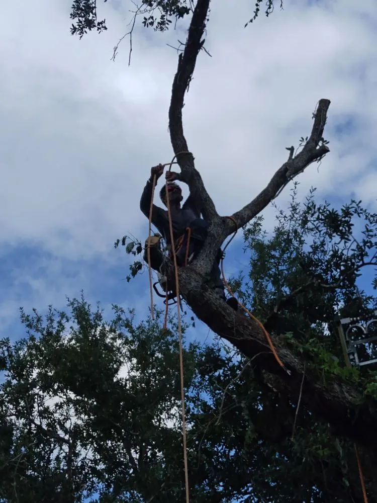 Expert landscape design in St. Petersburg, FL - Ben's Trees