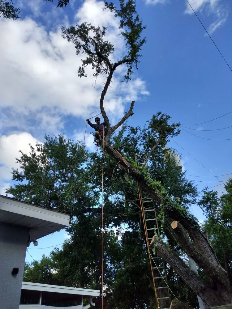 Custom garden landscaping experts serving St. Petersburg, FL - Ben's Trees