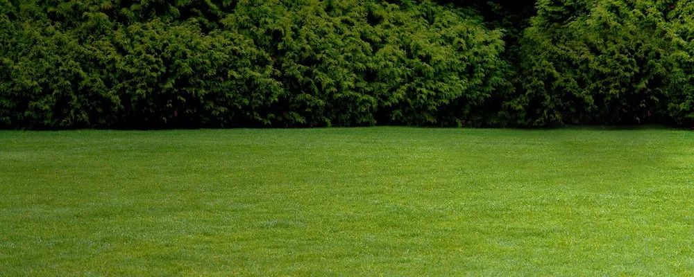 Local yard maintenance in Dunnellon, FL by Benson Lawn Care and Handyman Services