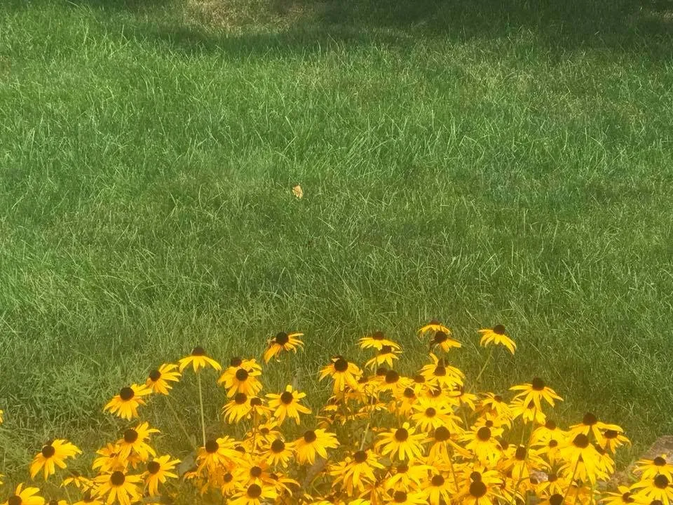 Professional yard cleanup service in Morgantown, WV - Benson's Lawn Systems