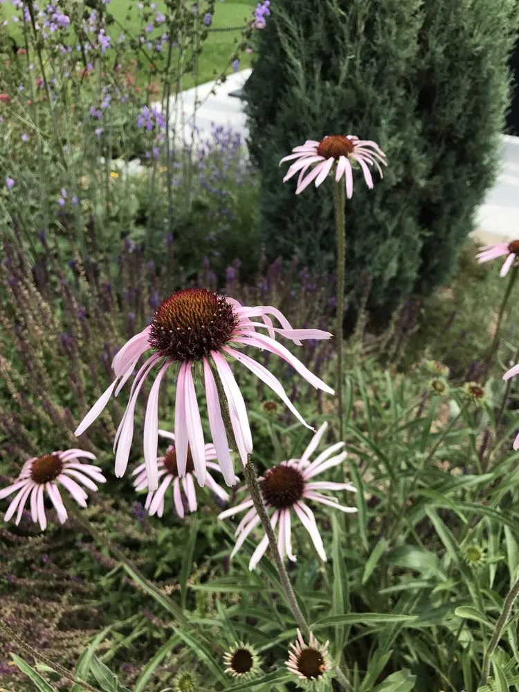 Trusted yard cleanup service in Brea, CA by Bent Lee Tree & Landscape
