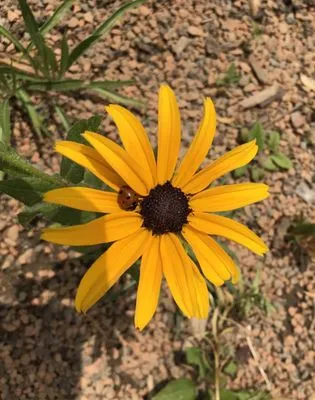 Bent Lee Tree & Landscape