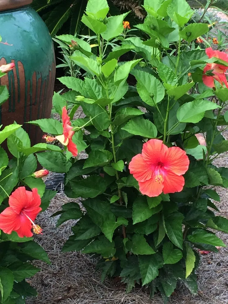 Expert lawn care service in Ponte Vedra Beach, FL by Bent Oak Nursery