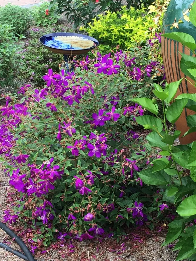 Reliable landscape design with custom design across Ponte Vedra Beach, FL - Bent Oak Nursery