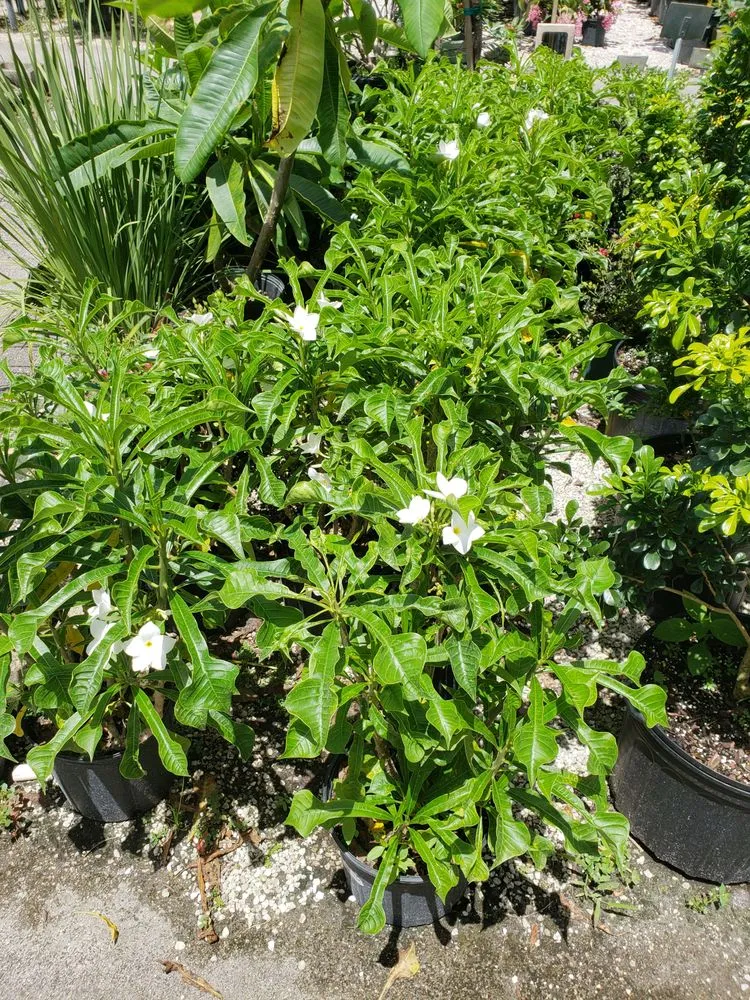 Expert lawn care service experts serving PT CHARLOTTE, FL - Bentley Landscape Services