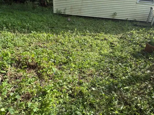 Bentleys Weed Whacking and Poison Ivy Removal Logo