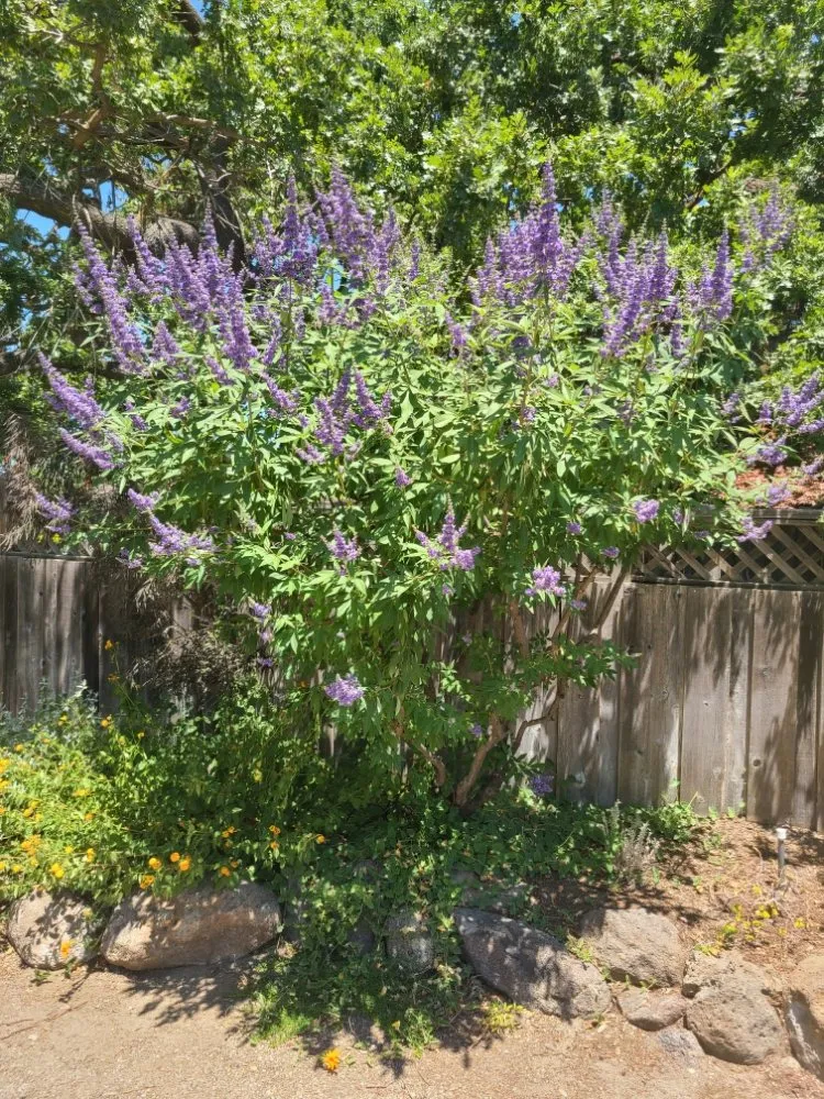 Affordable lawn mowing service for homes in Livermore, CA by Bently's Garden