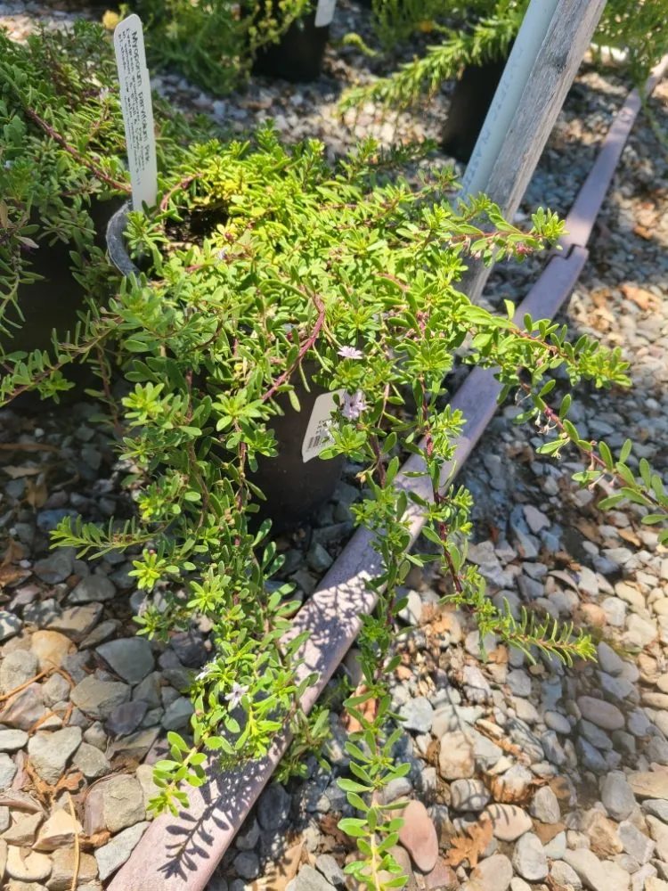 Custom landscape design in Livermore, CA by Bently's Garden