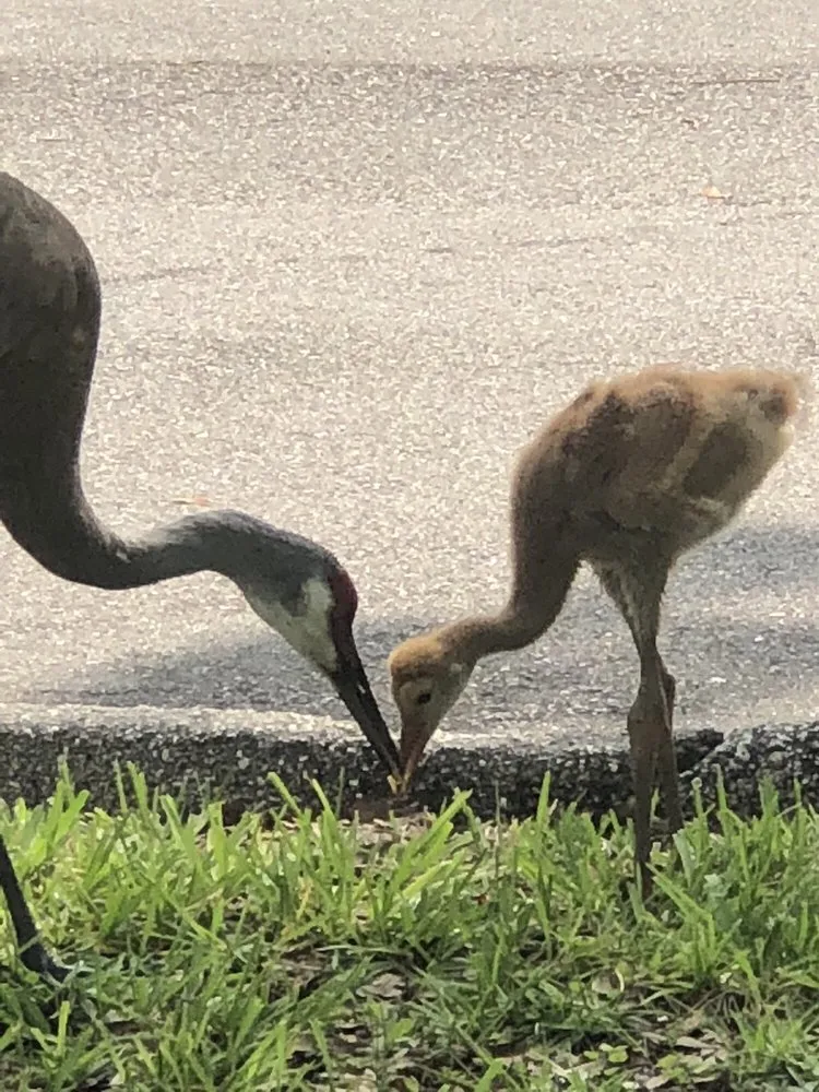 Custom outdoor landscaping experts serving Orlando, FL - Benton Property Maintenance