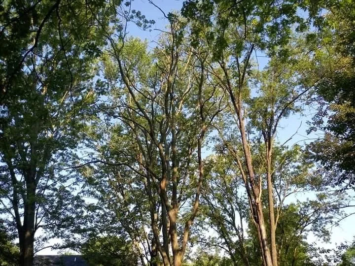 Expert lawn care service for residential properties in McSherrystown, PA by Bentons Landscaping Construction