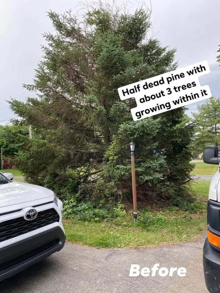 Expert yard cleanup service in McSherrystown, PA - Bentons Landscaping Construction