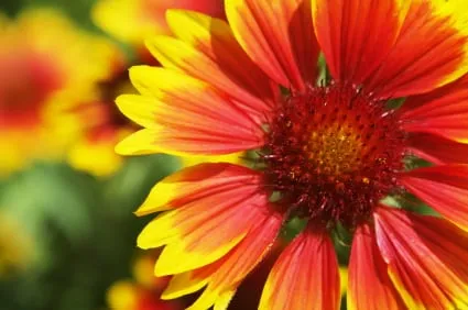 Reliable yard cleanup service experts serving Sacramento, CA - Berg Enterprises Construction & Landscape