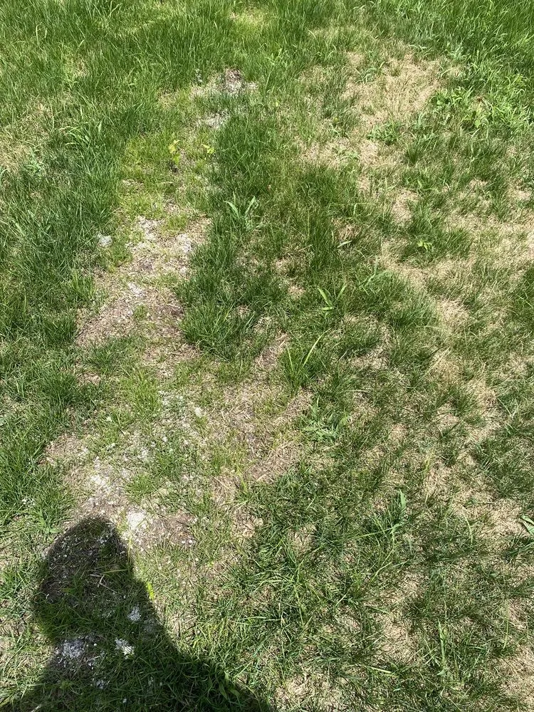 Local yard maintenance experts serving Indianapolis, IN - Berger Hargis Landscape Management