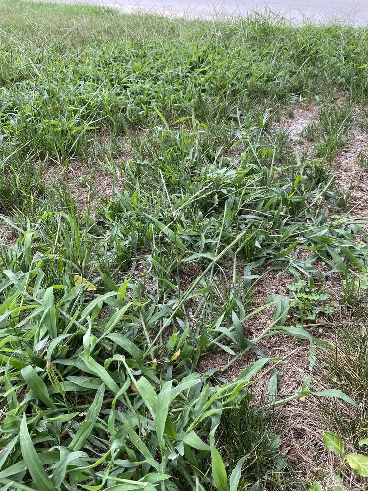 Professional outdoor landscaping in Indianapolis, IN - Berger Hargis Landscape Management