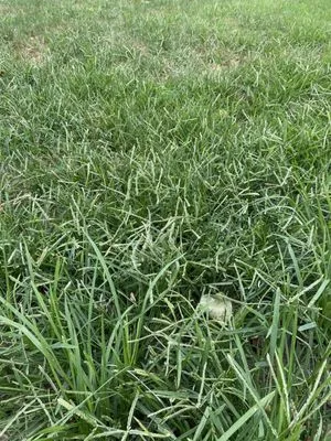 Berger Hargis Landscape Management Logo