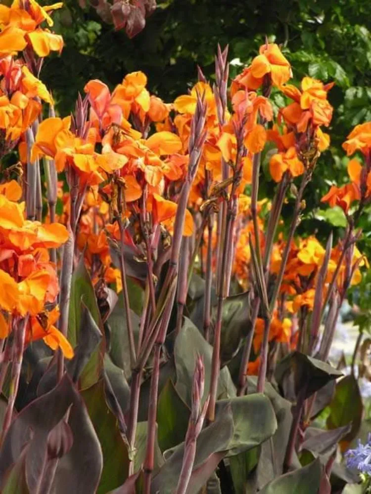 Affordable residential landscaping in Longmont, CO - Berggren Blooms