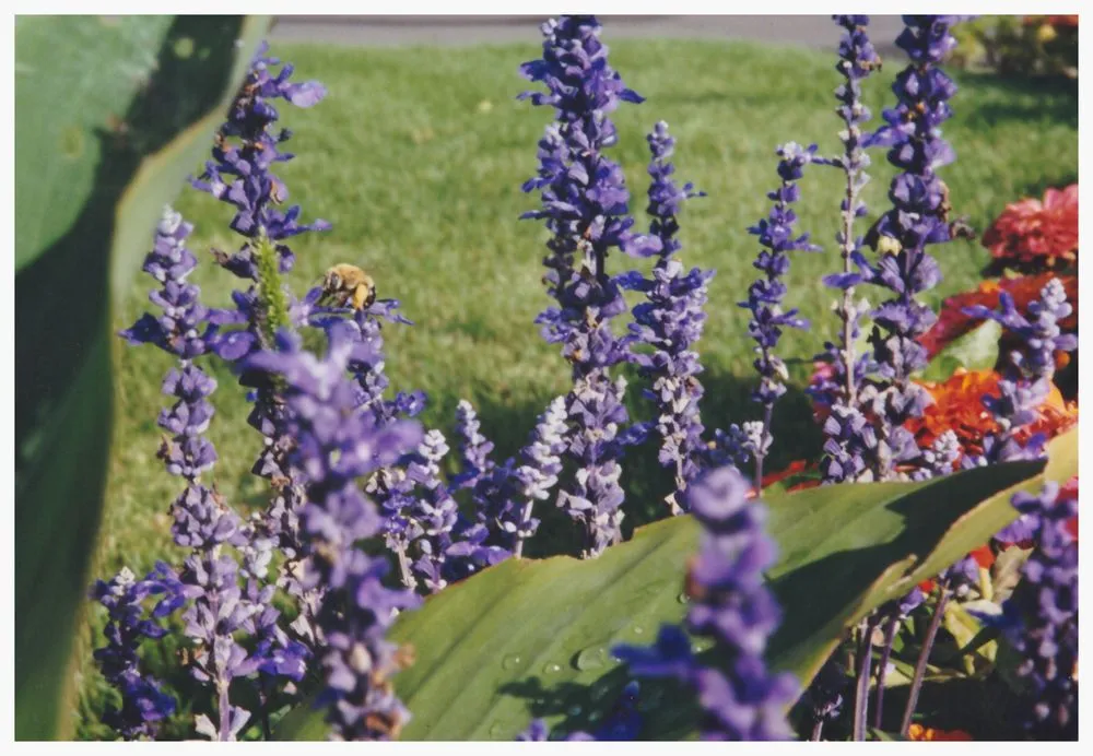 Expert landscaping services experts serving Longmont, CO - Berggren Blooms