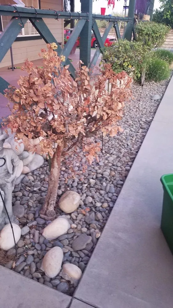 Professional yard cleanup service for outdoor upgrades across Hilmar, CA - Bergman Landscape