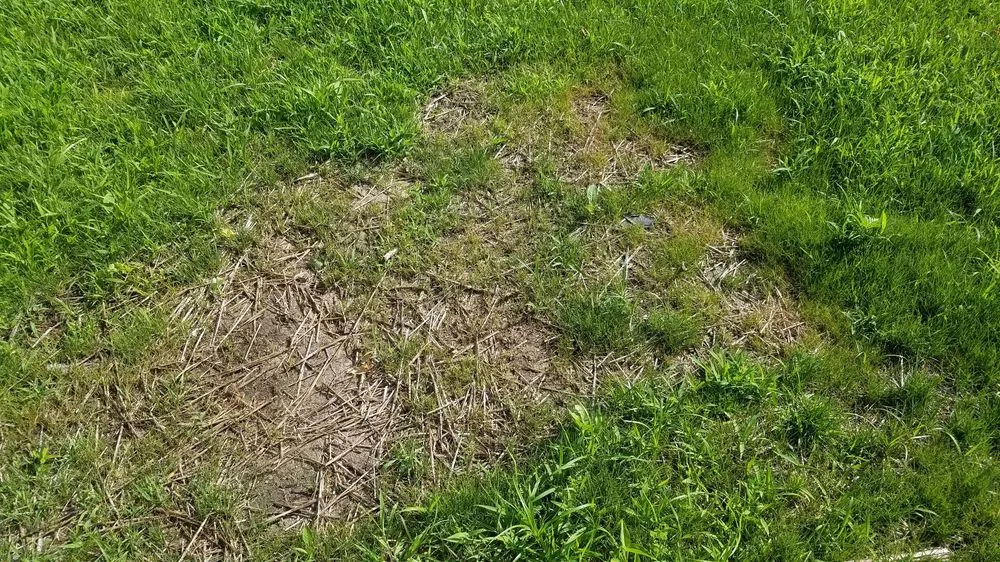 Professional landscaping services in Mattawan, MI - Bergmann Landscape & Design