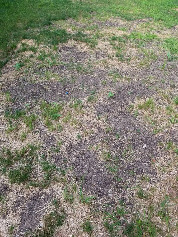 Local landscape installation for homes across Mattawan, MI - Bergmann Landscape & Design