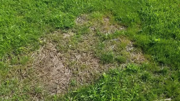 Bergmann Landscape & Design