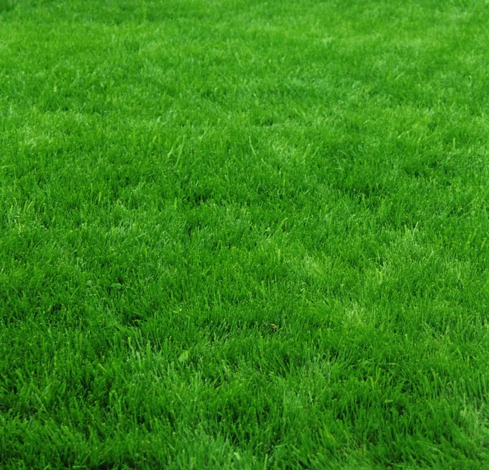 Expert lawn mowing service in Trophy Club, TX by Bergstrom Landscape