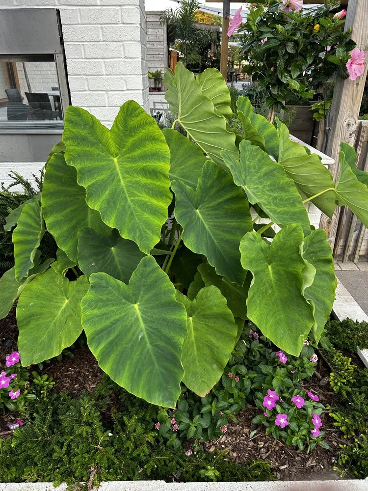 Expert landscape installation with custom design across Norfolk, VA - Berkley & Stafford Property Management Services