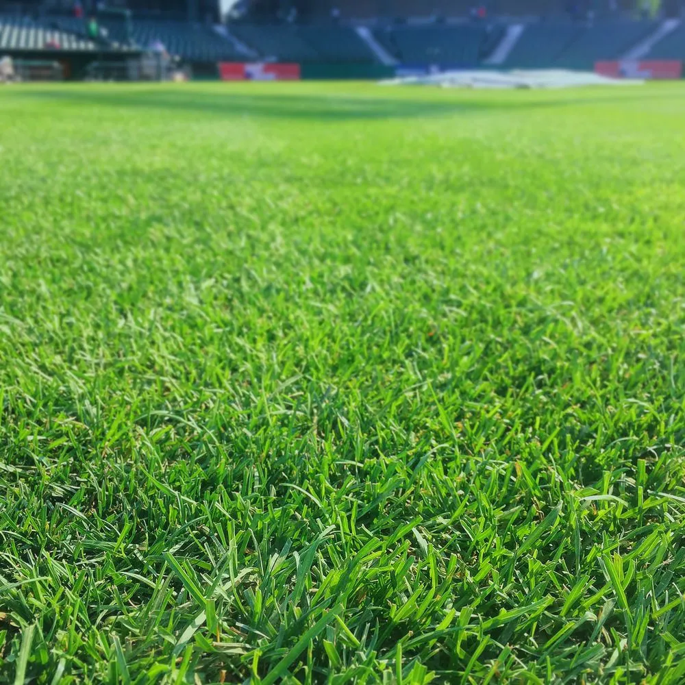 Reliable yard cleanup service in Dalton, MA by Berkshire Turfgrass Specialists