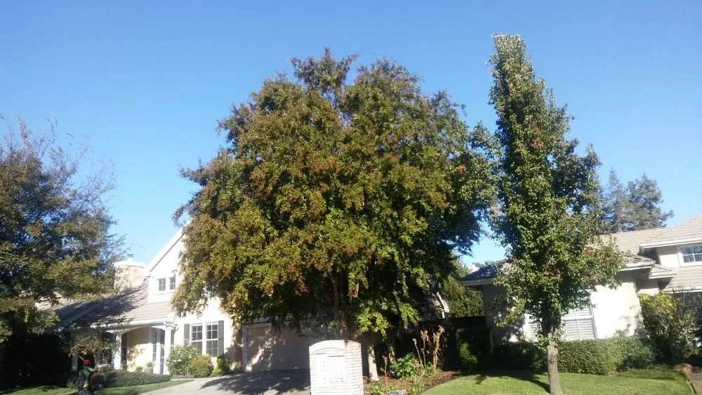 Professional yard maintenance in Dixon, CA - Bermudez Landscaping