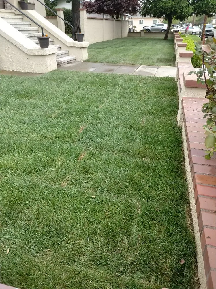Local landscaping services in Dixon, CA by Bermudez Landscaping