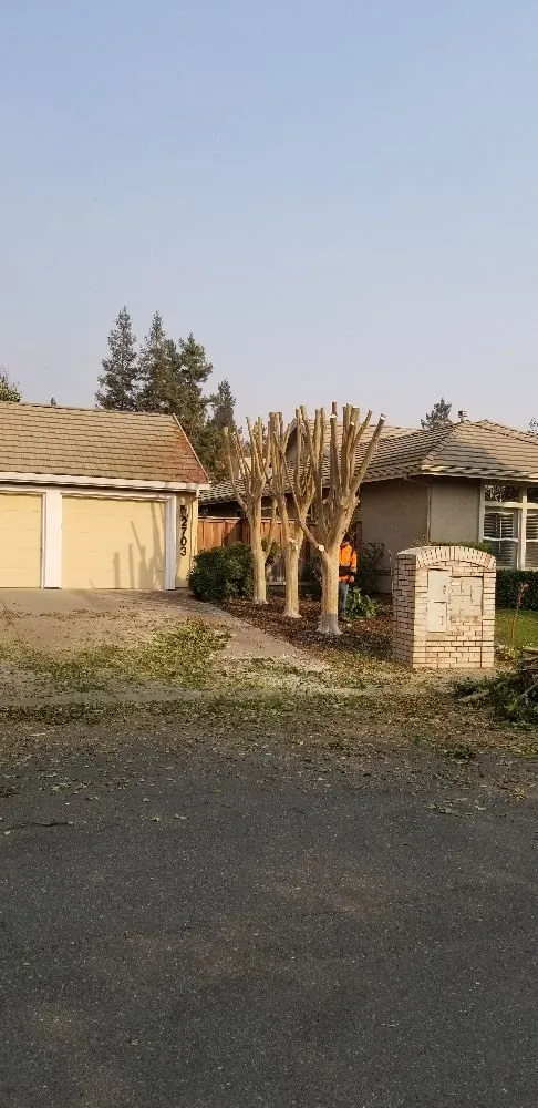 Expert landscape installation in Dixon, CA by Bermudez Landscaping