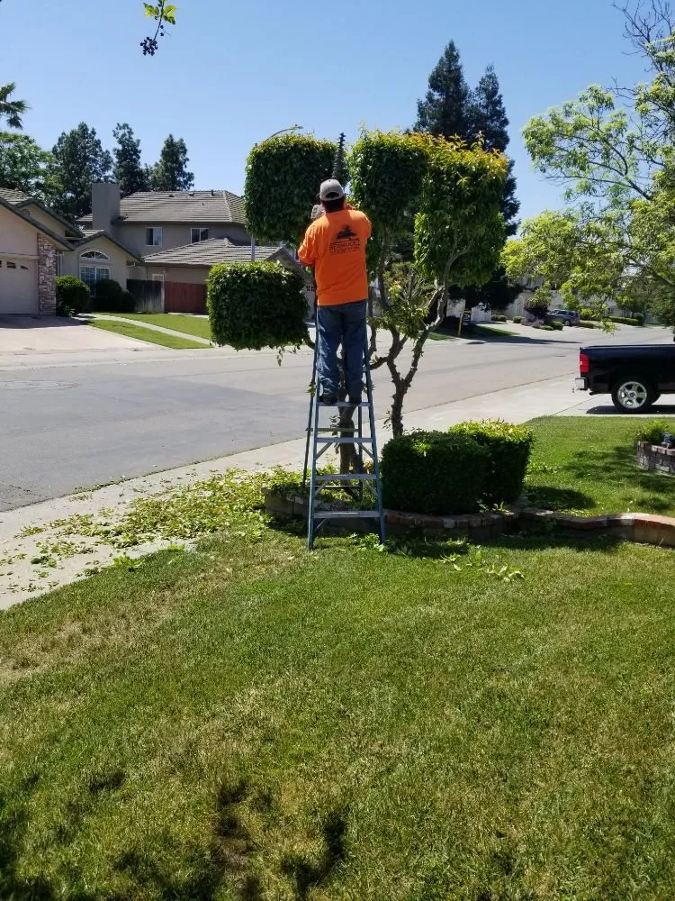 Local landscape design in Dixon, CA by Bermudez Landscaping