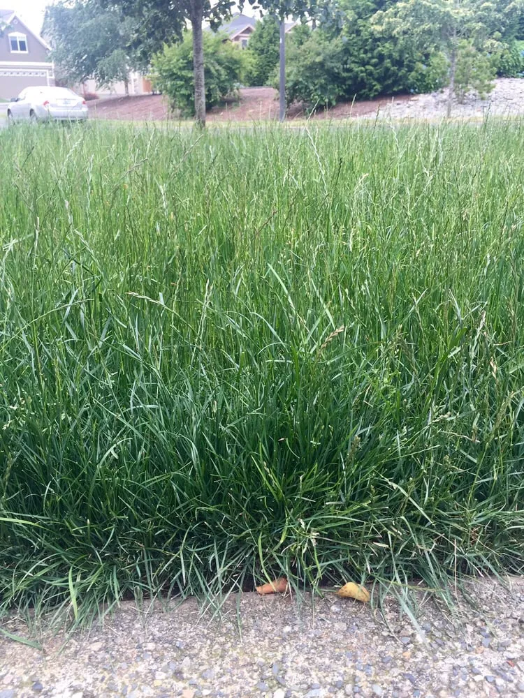 Professional garden landscaping in Auburn, WA - Berna Landscaping Maintenance