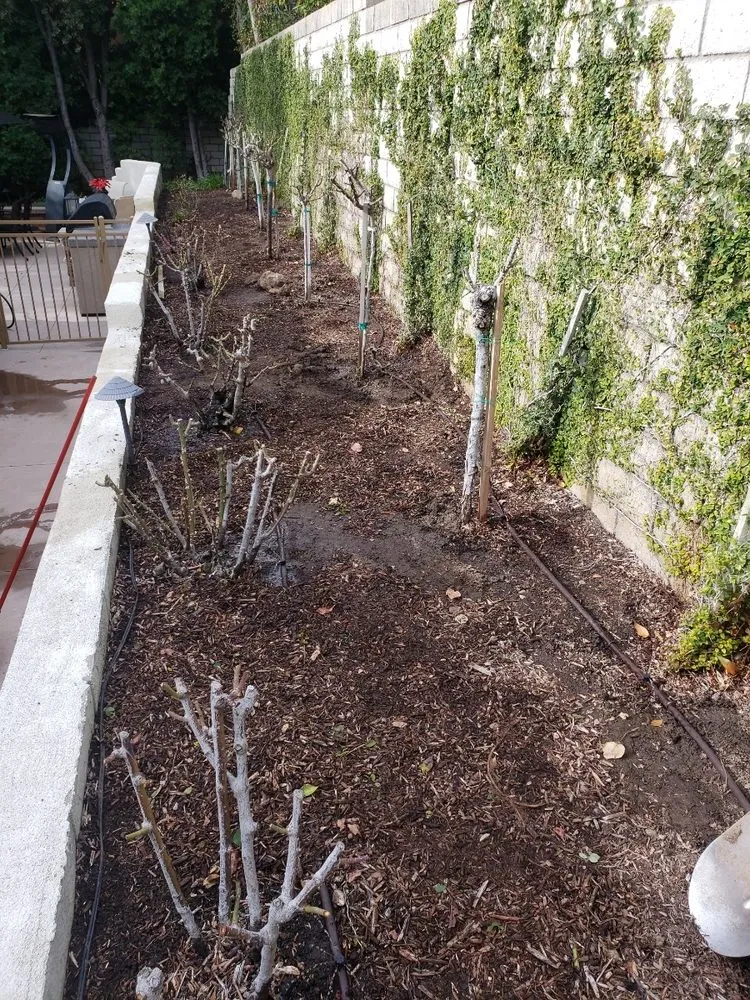 Local landscape installation in Glendora, CA by Bernal Landscaping & Gardening Service